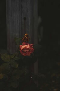 muerte 2